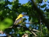 Filename=424_fotowilga~26.JPG
Filesize=273KB
Dimensions=700x525
Date added=Jun 09, 2019 424_fotowilga~26.JPG