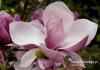 Filename=425_fotowilga~19.JPG
Filesize=90KB
Dimensions=640x452
Date added=Mar 01, 2017 425_fotowilga~19.JPG