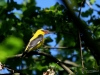 Filename=425_fotowilga~30.JPG
Filesize=268KB
Dimensions=700x525
Date added=Jun 08, 2019 425_fotowilga~30.JPG