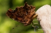 Filename=426_fotowilga.JPG
Filesize=122KB
Dimensions=720x480
Date added=Sep 14, 2012 426_fotowilga.JPG