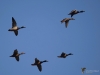 Filename=427_fotowilga~22.JPG
Filesize=185KB
Dimensions=700x525
Date added=Nov 05, 2019 427_fotowilga~22.JPG