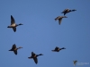 Filename=427_fotowilga~23.JPG
Filesize=184KB
Dimensions=700x525
Date added=Nov 18, 2019 427_fotowilga~23.JPG