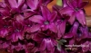 Filename=428_fotowilga~18.JPG
Filesize=109KB
Dimensions=640x381
Date added=Apr 03, 2017 428_fotowilga~18.JPG
