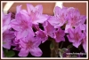 Filename=428_fotowilga~2.JPG
Filesize=138KB
Dimensions=720x493
Date added=Feb 19, 2013 428_fotowilga~2.JPG