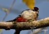 Filename=429_fotowilga~10.JPG
Filesize=97KB
Dimensions=640x452
Date added=Jan 19, 2016 429_fotowilga~10.JPG