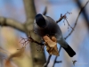 Filename=430_fotowilga~20.JPG
Filesize=243KB
Dimensions=700x525
Date added=Feb 22, 2018 430_fotowilga~20.JPG