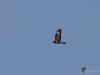 Filename=430_fotowilga~25.JPG
Filesize=221KB
Dimensions=700x525
Date added=Nov 06, 2019 430_fotowilga~25.JPG