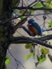 Filename=431_fotowilga~23.JPG
Filesize=254KB
Dimensions=525x700
Date added=Apr 02, 2018 431_fotowilga~23.JPG