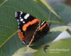 Filename=432_fotowilga~23.JPG
Filesize=76KB
Dimensions=600x480
Date added=Jan 05, 2018 432_fotowilga~23.JPG