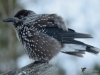 432_fotowilga~25.JPG
