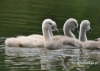 432_fotowilga~4.JPG