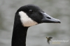 Filename=433_fotowilga~1.JPG
Filesize=225KB
Dimensions=720x480
Date added=Aug 14, 2014 433_fotowilga~1.JPG