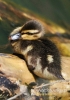 Filename=434_fotowilga~2.JPG
Filesize=79KB
Dimensions=381x540
Date added=May 15, 2014 434_fotowilga~2.JPG