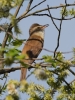 Filename=434_fotowilga~22.JPG
Filesize=275KB
Dimensions=525x700
Date added=Jun 07, 2019 434_fotowilga~22.JPG