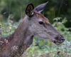 Filename=434_fotowilga~23.JPG
Filesize=358KB
Dimensions=700x565
Date added=Oct 04, 2019 434_fotowilga~23.JPG