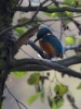 Filename=435_fotowilga~16.JPG
Filesize=289KB
Dimensions=525x700
Date added=Jun 12, 2018 435_fotowilga~16.JPG