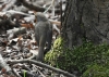 Filename=436_fotowilga~16.JPG
Filesize=338KB
Dimensions=700x500
Date added=Apr 29, 2017 436_fotowilga~16.JPG
