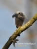 436_fotowilga~6.JPG