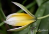 Filename=436_fotowilga~8.JPG
Filesize=73KB
Dimensions=640x452
Date added=Oct 19, 2015 436_fotowilga~8.JPG