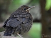 Filename=437_fotowilga~3.JPG
Filesize=259KB
Dimensions=700x525
Date added=Mar 25, 2019 437_fotowilga~3.JPG