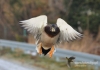 438_fotowilga~2.JPG