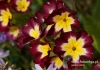 Filename=440_fotowilga~9.JPG
Filesize=96KB
Dimensions=640x452
Date added=Apr 23, 2016 440_fotowilga~9.JPG