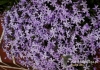 Filename=441_fotowilga~13.JPG
Filesize=182KB
Dimensions=640x452
Date added=Apr 07, 2016 441_fotowilga~13.JPG