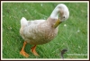 Filename=441_fotowilga~2.JPG
Filesize=313KB
Dimensions=720x492
Date added=Aug 21, 2014 441_fotowilga~2.JPG