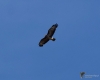 Filename=441_fotowilga~21.JPG
Filesize=171KB
Dimensions=700x560
Date added=Mar 29, 2019 441_fotowilga~21.JPG