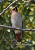 Filename=441_fotowilga~3.JPG
Filesize=82KB
Dimensions=343x480
Date added=Sep 24, 2014 441_fotowilga~3.JPG