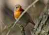 Filename=442_fotowilga~16.JPG
Filesize=98KB
Dimensions=640x457
Date added=Mar 02, 2017 442_fotowilga~16.JPG