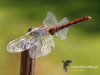 Filename=442_fotowilga~23.JPG
Filesize=78KB
Dimensions=640x480
Date added=Jan 12, 2018 442_fotowilga~23.JPG