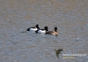 Filename=442_fotowilga~6.JPG
Filesize=108KB
Dimensions=640x448
Date added=Apr 26, 2015 442_fotowilga~6.JPG