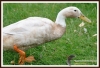 Filename=443_fotowilga~6.JPG
Filesize=344KB
Dimensions=720x494
Date added=Aug 21, 2014 443_fotowilga~6.JPG