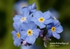 Filename=445_fotowilga~11.JPG
Filesize=77KB
Dimensions=640x452
Date added=Apr 02, 2016 445_fotowilga~11.JPG
