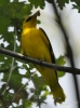 Filename=445_fotowilga~17.JPG
Filesize=234KB
Dimensions=519x700
Date added=Jul 09, 2017 445_fotowilga~17.JPG
