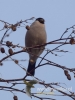 Filename=445_fotowilga~26.JPG
Filesize=56KB
Dimensions=360x480
Date added=Feb 17, 2018 445_fotowilga~26.JPG