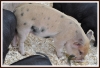 Filename=445_fotowilga~4.JPG
Filesize=350KB
Dimensions=720x493
Date added=Aug 15, 2014 445_fotowilga~4.JPG