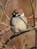 Filename=446_fotowilga~20.JPG
Filesize=235KB
Dimensions=525x700
Date added=Dec 13, 2017 446_fotowilga~20.JPG
