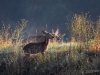 Filename=446_fotowilga~24.JPG
Filesize=383KB
Dimensions=700x525
Date added=Jan 10, 2021 446_fotowilga~24.JPG
