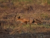 Filename=447_fotowilga~23.JPG
Filesize=306KB
Dimensions=700x525
Date added=Jul 23, 2019 447_fotowilga~23.JPG
