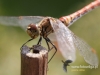 Filename=448_fotowilga~22.JPG
Filesize=83KB
Dimensions=640x480
Date added=Jan 12, 2018 448_fotowilga~22.JPG