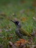 Filename=448_fotowilga~23.JPG
Filesize=252KB
Dimensions=525x700
Date added=Feb 15, 2018 448_fotowilga~23.JPG