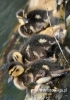 Filename=448_fotowilga~4.JPG
Filesize=215KB
Dimensions=381x540
Date added=Aug 14, 2014 448_fotowilga~4.JPG