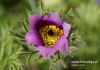 Filename=449_fotowilga~10.JPG
Filesize=87KB
Dimensions=640x452
Date added=Mar 31, 2016 449_fotowilga~10.JPG