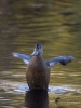 Filename=449_fotowilga~14.JPG
Filesize=274KB
Dimensions=525x700
Date added=Jul 04, 2019 449_fotowilga~14.JPG