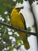 Filename=451_fotowilga~11.JPG
Filesize=230KB
Dimensions=519x700
Date added=Jul 09, 2017 451_fotowilga~11.JPG
