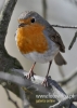 453_fotowilga~10.JPG
