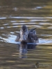 Filename=454_fotowilga~20.JPG
Filesize=292KB
Dimensions=525x700
Date added=Jan 10, 2019 454_fotowilga~20.JPG