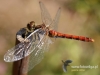 Filename=455_fotowilga~17.JPG
Filesize=81KB
Dimensions=640x480
Date added=Jan 12, 2018 455_fotowilga~17.JPG
